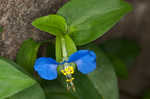 Common dayflower